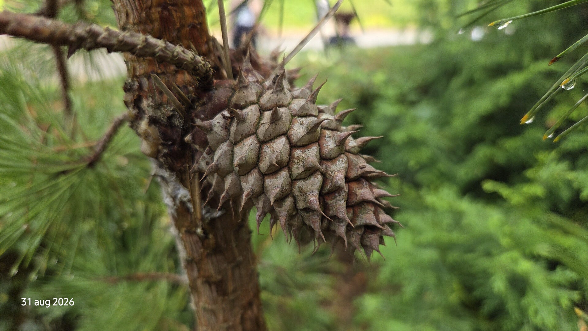 Pinus rigida – pekden