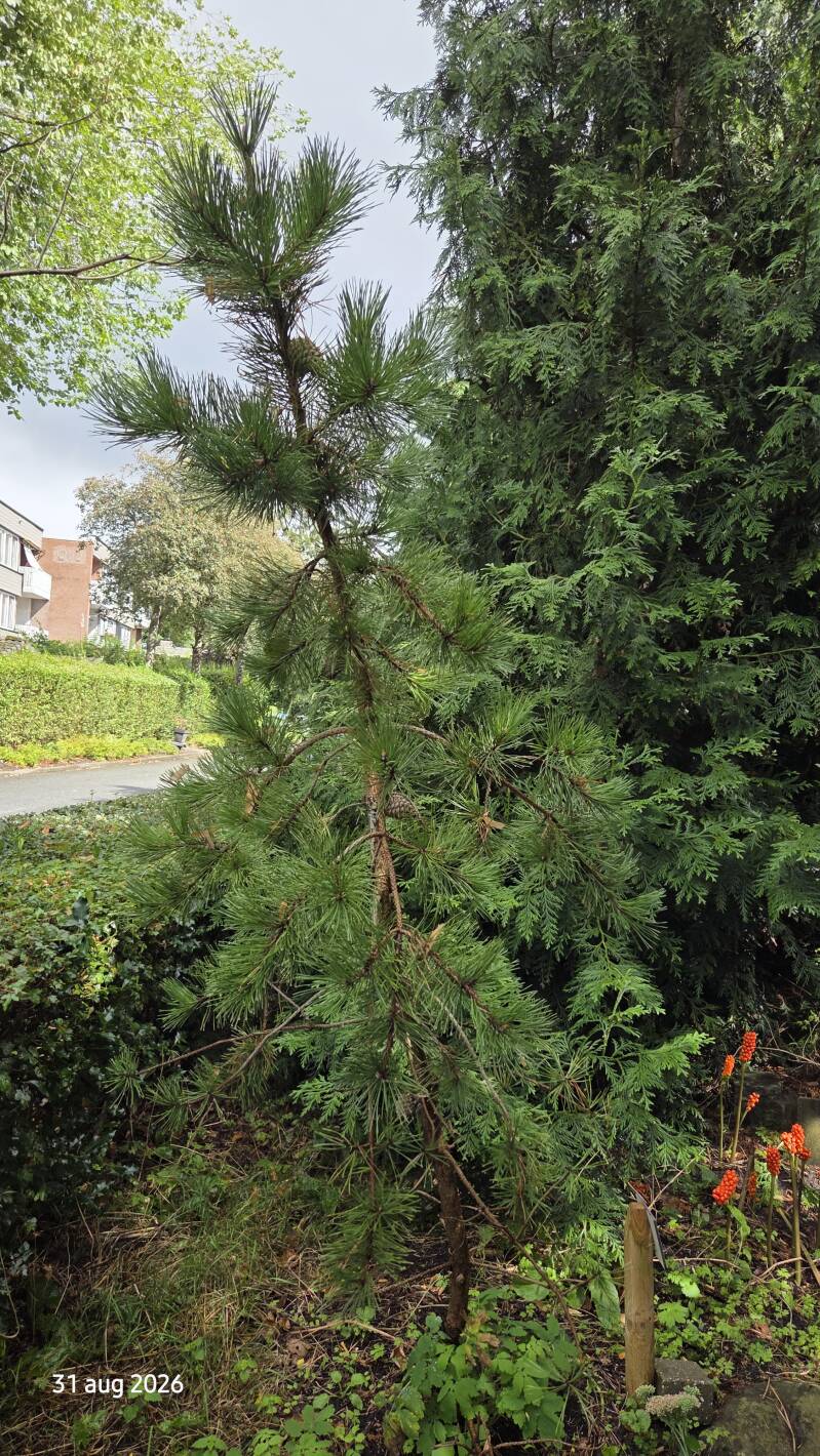 Pinus rigida – pekden