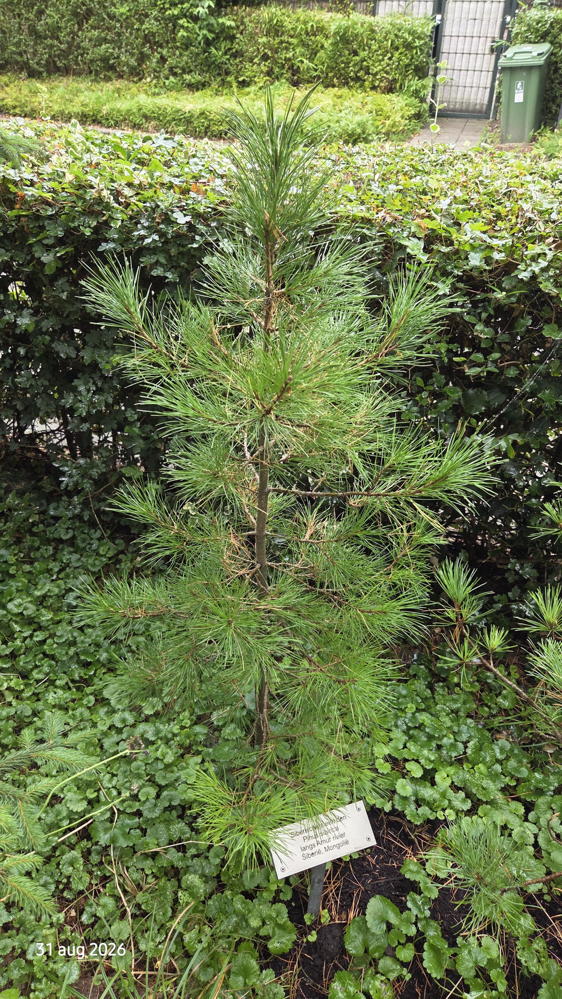 Pinus sibirica – Siberische den