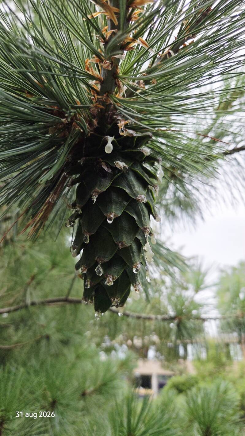 Pinus strobiformis – Mexicaanse witte steenden