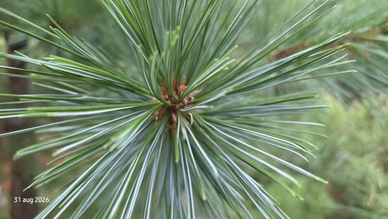 Pinus strobiformis – Mexicaanse witte steenden