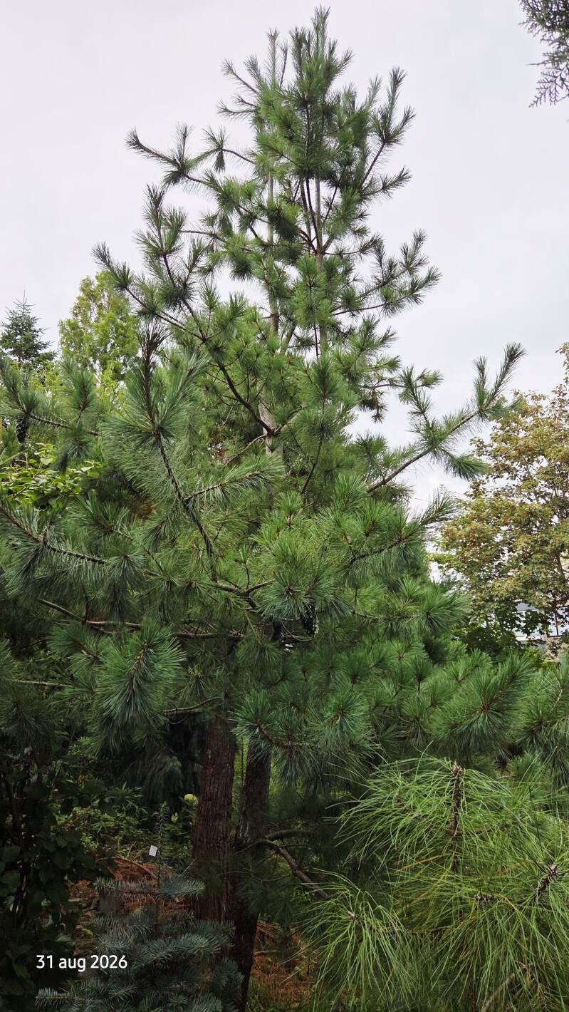Pinus strobiformis – Mexicaanse witte steenden