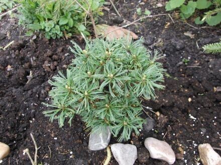 Pinus strobus 'Green Twist' – Weymouthden
