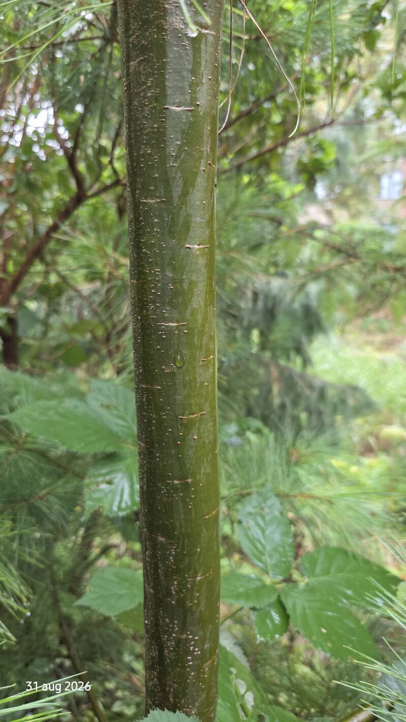 Pinus strobus 'Green Twist' – Weymouthden