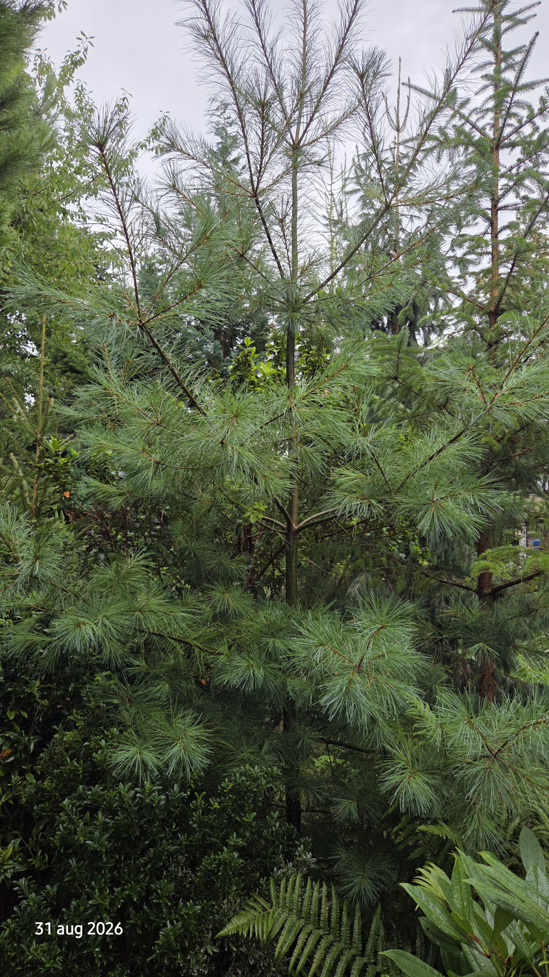 Pinus strobus 'Green Twist' – Weymouthden