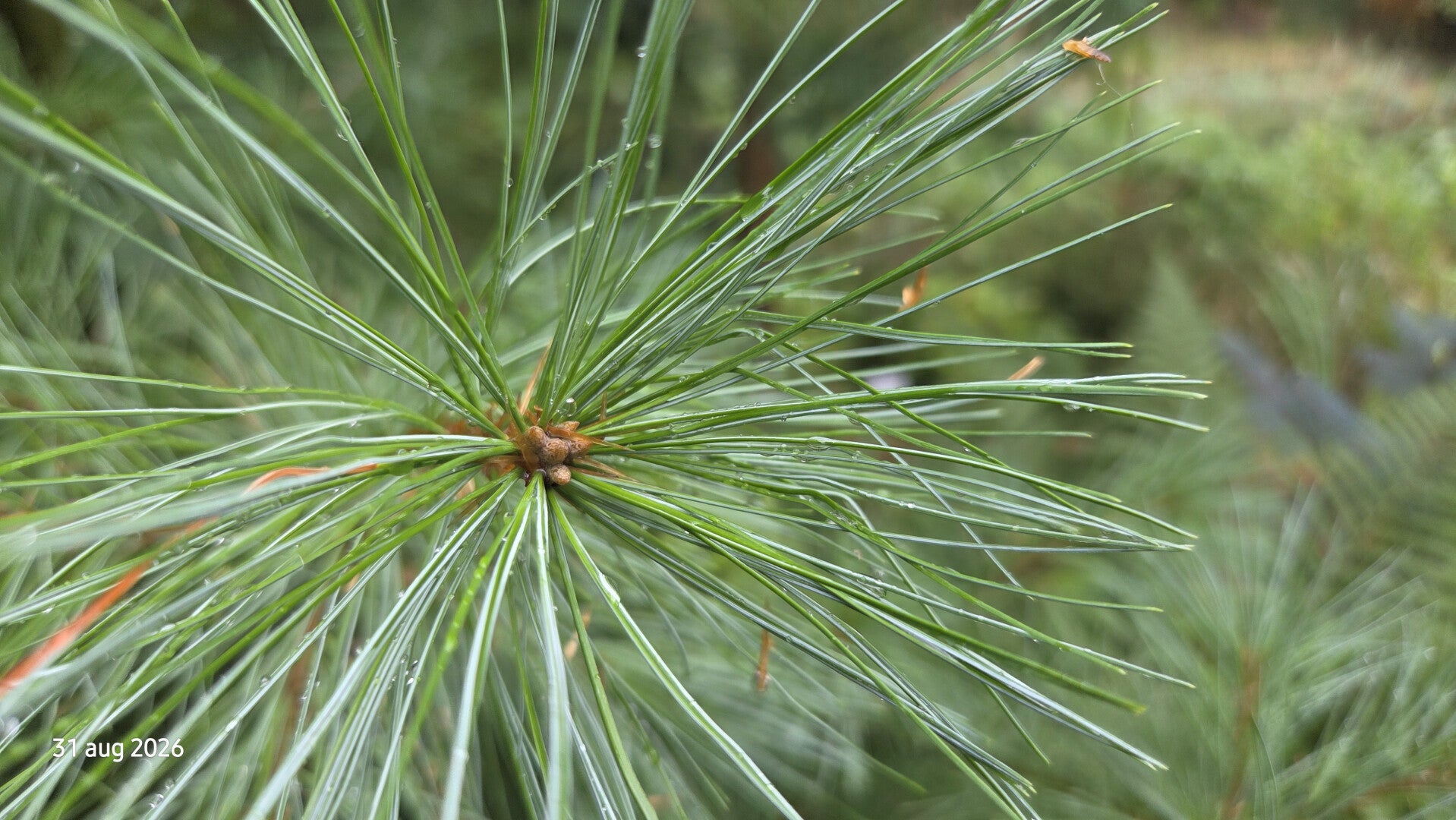 Pinus strobus 'Green Twist' – Weymouthden