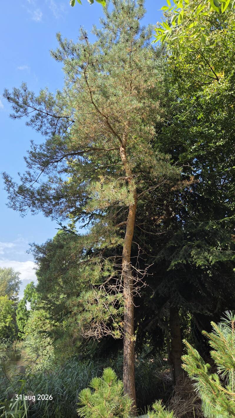 Pinus sylvestris – grove den 