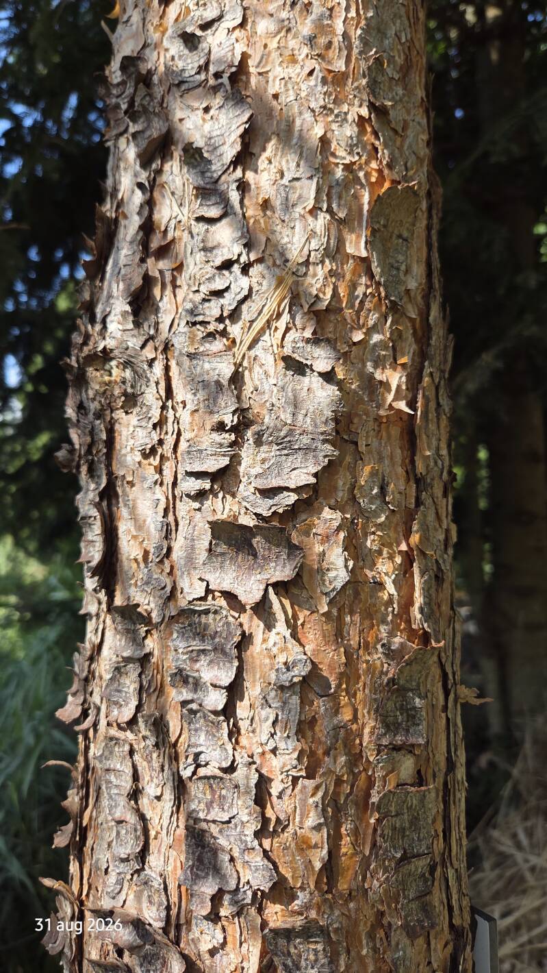 Pinus sylvestris – grove den 