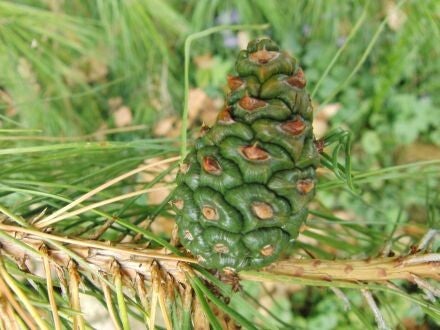 Pinus tabuliformis – Chinese rode den 