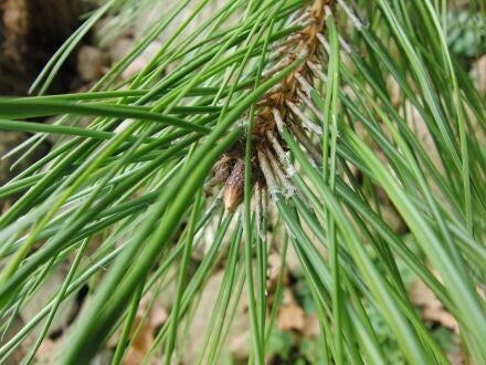 Pinus tabuliformis – Chinese rode den 