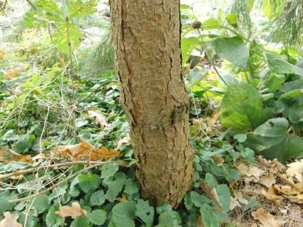 Pinus tabuliformis – Chinese rode den 