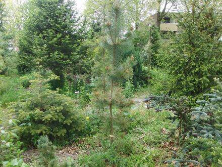 Pinus yunnanensis – Yunnanden