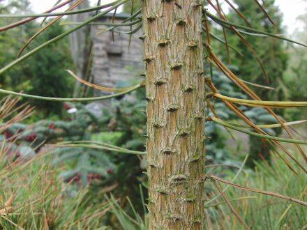 Pinus yunnanensis – Yunnanden