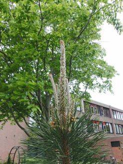 Pinus yunnanensis – Yunnanden