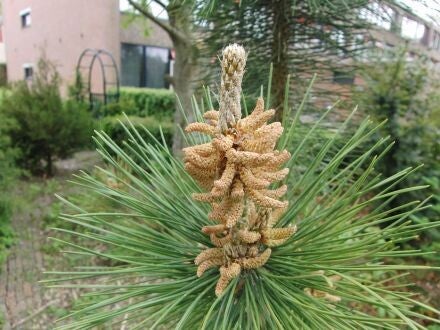 Pinus yunnanensis – Yunnanden