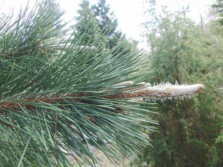 Pinus yunnanensis – Yunnanden