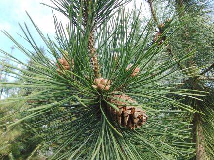 Pinus yunnanensis – Yunnanden