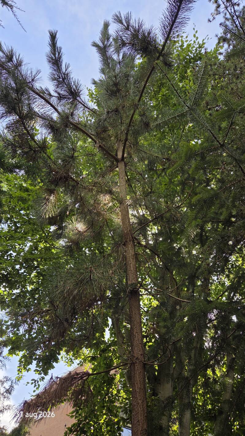Pinus thunbergii – Japanse zwarte den