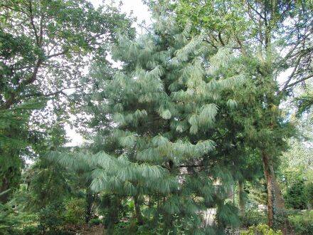 Pinus wallichiana – tranenden