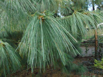Pinus wallichiana – tranenden