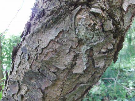 Pinus wallichiana – tranenden