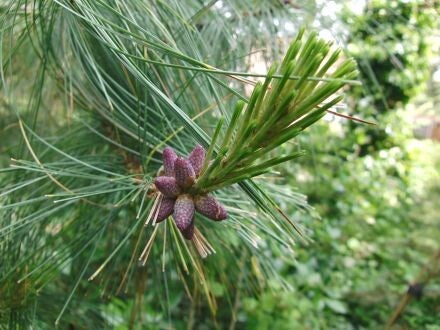 Pinus wallichiana – tranenden