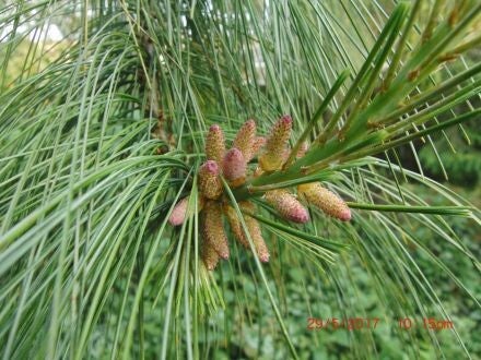 Pinus wallichiana – tranenden