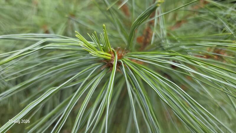Pinus wallichiana – tranenden