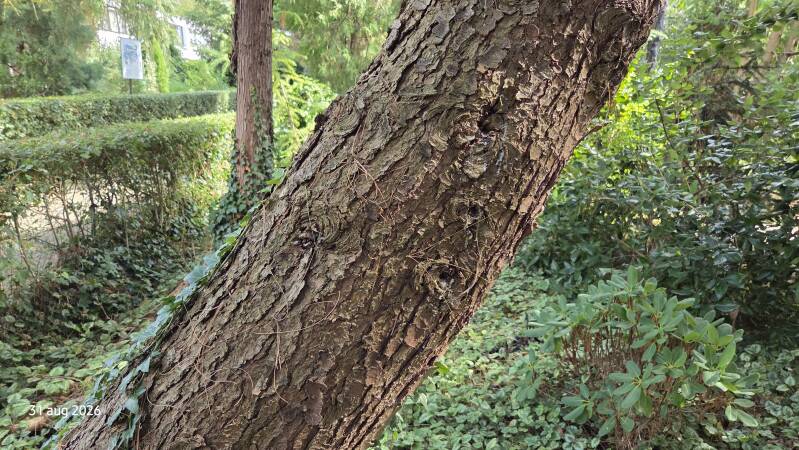 Pinus wallichiana – tranenden
