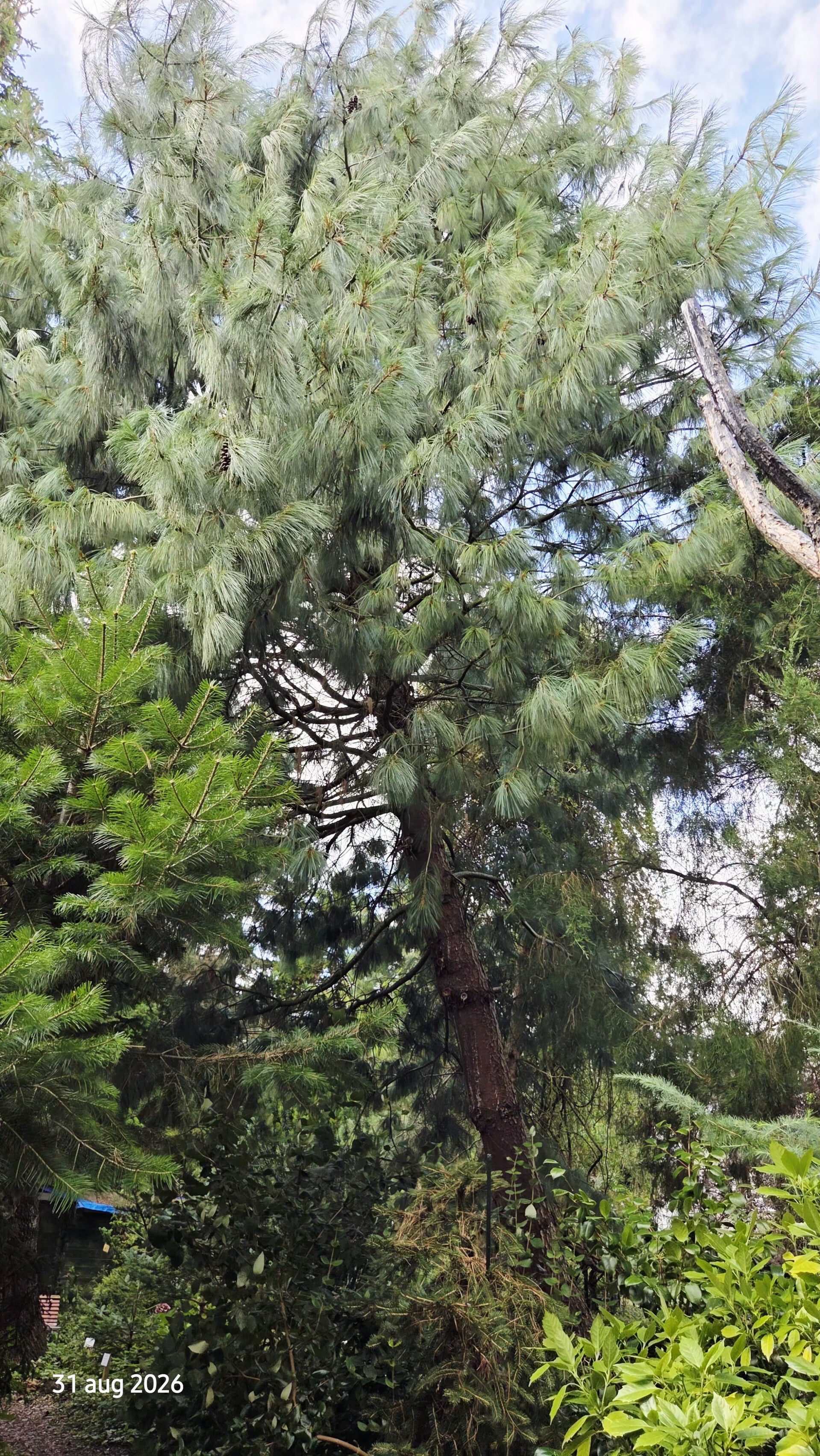 Pinus wallichiana – tranenden