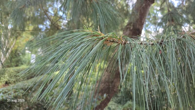 Pinus wallichiana – tranenden