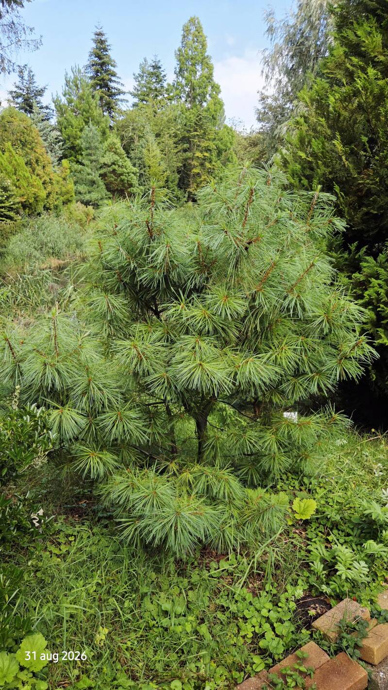 Pinus wallichiana – tranenden