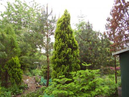 Platycladus orientalis – oosterse levensboom