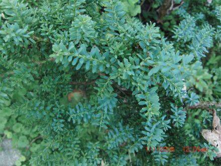 Podocarpus lawrencei – Lawrences podocarpus