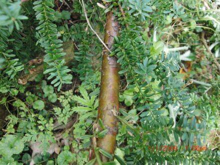 Podocarpus lawrencei – Lawrences podocarpus