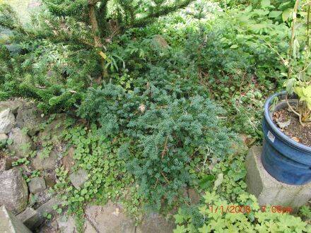 Podocarpus lawrencei – Lawrences podocarpus