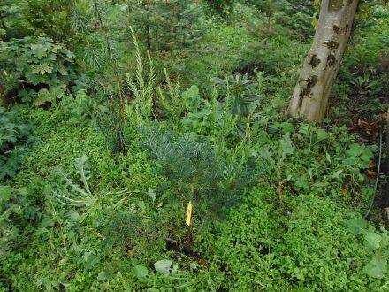 Pseudotaxus chienii – witte bessentaxus