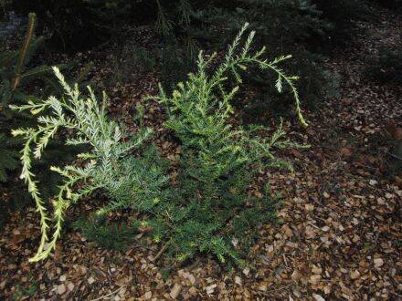 Pseudotaxus chienii – witte bessentaxus