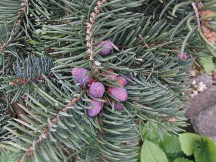 Pseudotsuga menziesii 'Blue Wonder' – blauwe douglasspar