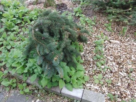 Pseudotsuga menziesii 'Blue Wonder' – blauwe douglasspar