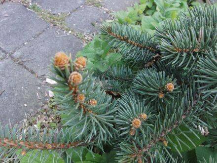 Pseudotsuga menziesii 'Blue Wonder' – blauwe douglasspar