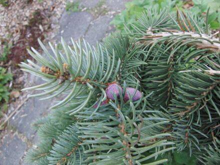 Pseudotsuga menziesii 'Blue Wonder' – blauwe douglasspar