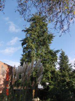 Pseudotsuga menziesii – douglasspar