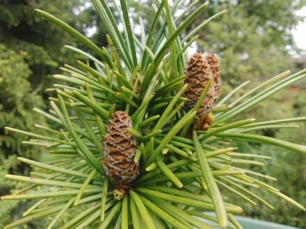 Sciadopitys verticillata – parasolden