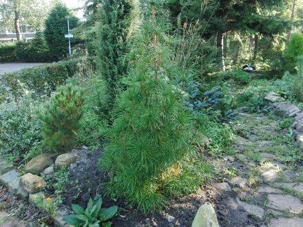 Sciadopitys verticillata – parasolden