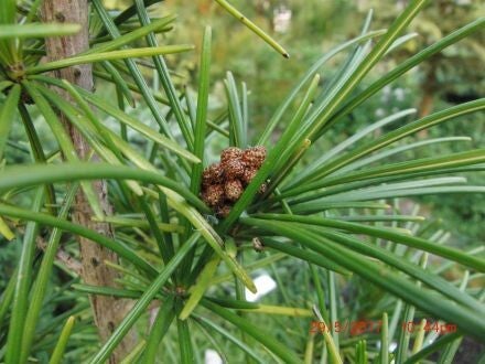 Sciadopitys verticillata – parasolden