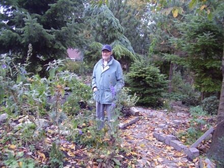 Sciadopitys verticillata – parasolden Philip Rodenburg