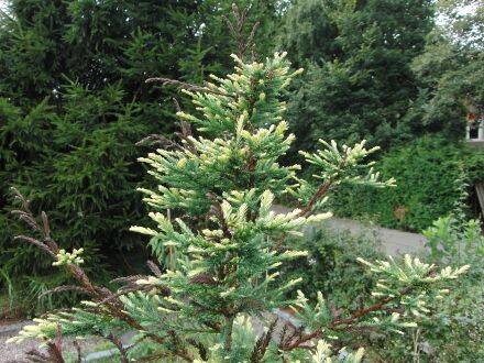 Sequoia sempervirens – kustmammoetboom