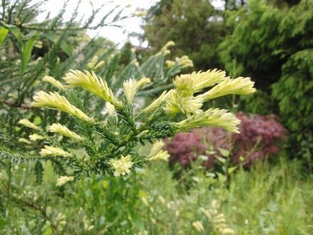 Sequoia sempervirens – kustmammoetboom