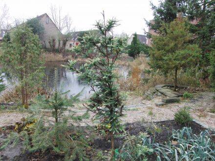 Sequoia sempervirens – kustmammoetboom
